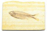Detailed Fossil Fish (Knightia) - Wyoming #372330-1